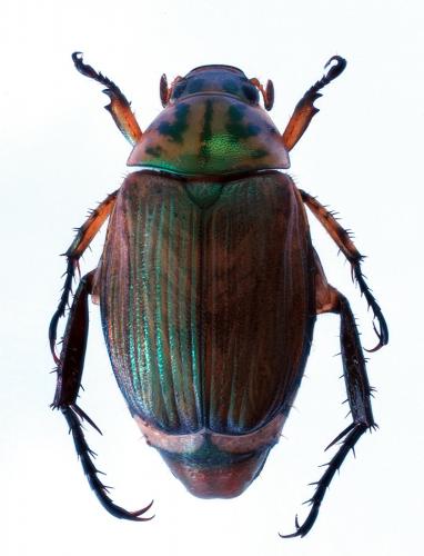 Anomala sp.